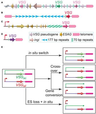 Keeping Balance Between Genetic Stability and Plasticity at the Telomere and Subtelomere of Trypanosoma brucei